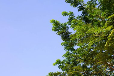 Rain tree leaves. Samanca Saman (Jacq) Merr.