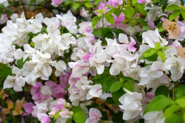 Beautiful bougainvillea flowers with green leaves