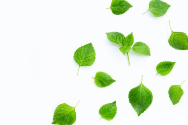 Beyaz arkaplanda ağaç fesleğeni yaprakları (Ocimum gratissimum).