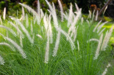 Çeşme otu veya pennisetum alopecuroides