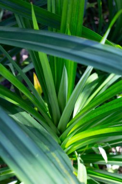 Pandan yaprakları bahçede.