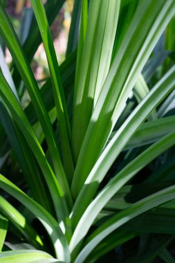 Pandan yaprakları bahçede.
