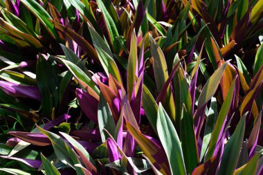 Tekne zambağı, İstiridye Zambağı, İstiridye Bitkisi, Beyaz Çiçekli Tradescantia