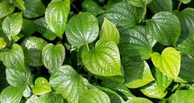 Fresh leaves of wild betel