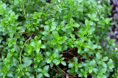 Taze yeşil yapraklı stevia bitkisi.