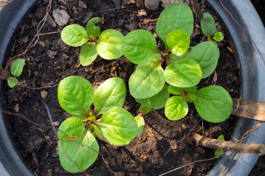 Ceylon spinach or basella rubra linn