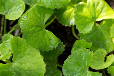 Gotu Kola saksıda yetişiyor.