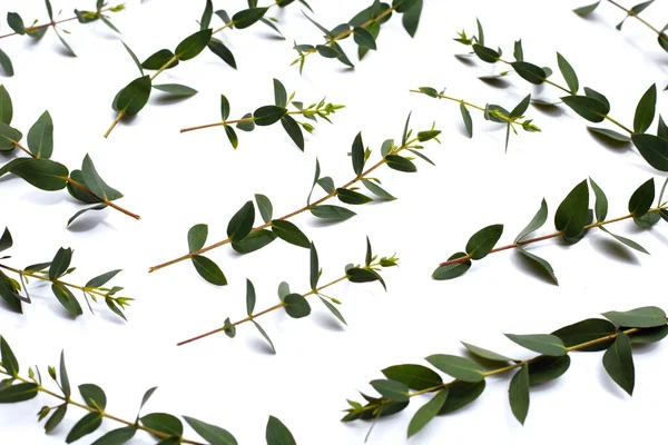Green Leaves Eucalyptus White — Stockfoto