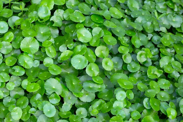 Frische Grüne Blätter Der Centella Asiatica — Stockfoto
