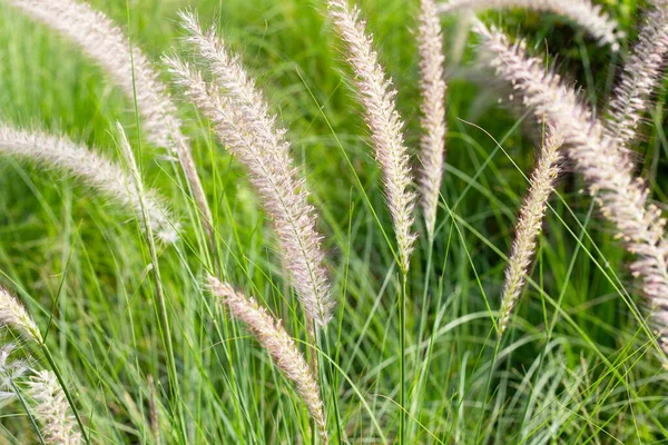 Fountain Grass Pennisetum Alopecuroides — Stockfoto