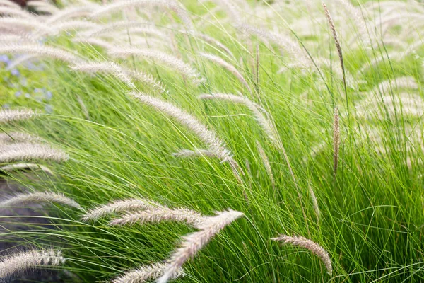 Fountain Grass Pennisetum Alopecuroides — Fotografia de Stock