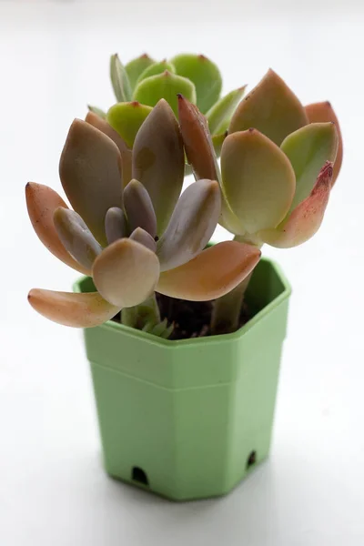 Succulent Plant Pot White Background — Stok Foto