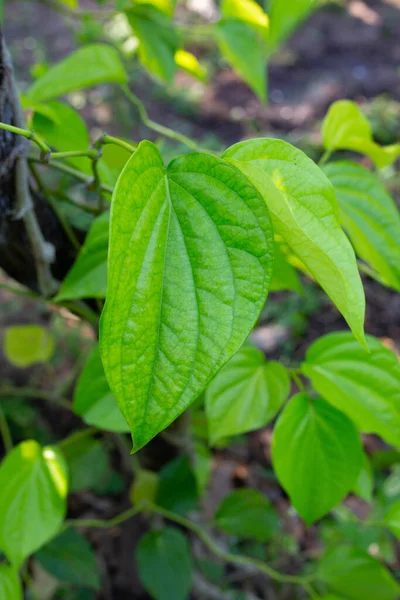 Bahçede yeşil betel yaprakları