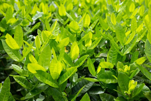 Ixora Plant Garden — Stock Photo, Image