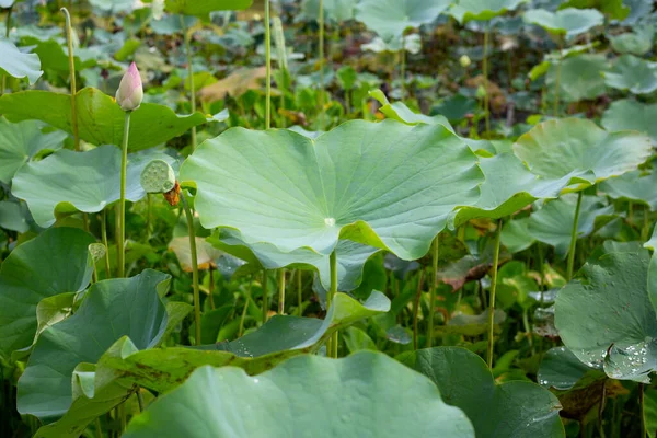 stock image Green leaves of lotus flower