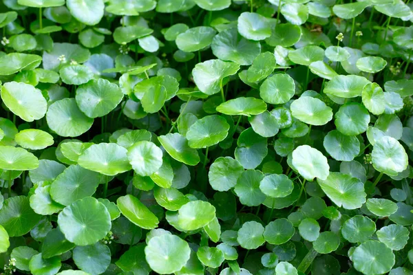 Centella Asiatica Gotu Kola Hojas Verdes Frescas Fondo Hierba —  Fotos de Stock