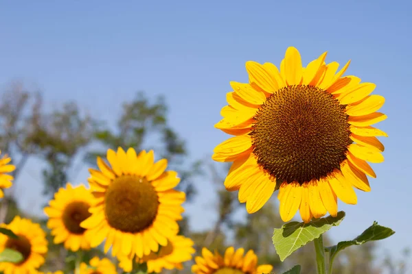 Sunflower Field Blue Sky Beautiful Summer Landscape — Stockfoto