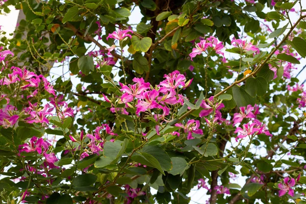 薄紅色の花とバウヒニア純尿素木 — ストック写真