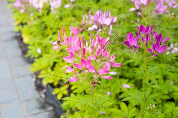 Cleome parkta spinosa