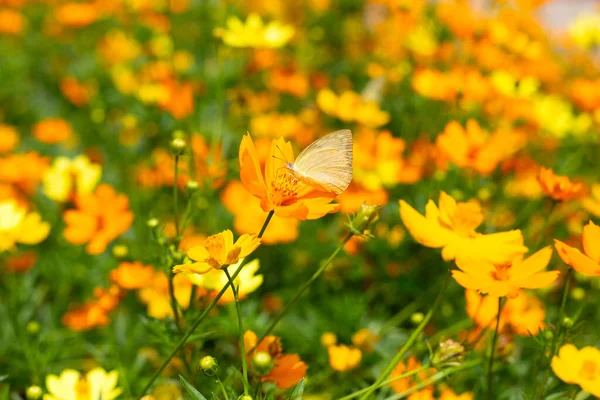 Gelber Schmetterling Auf Schwefel Kosmos Oder Gelbe Kosmos Blume — Stockfoto