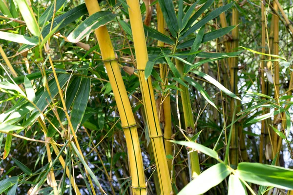 Bahçede Sarı Bambu Bambusa Vulgaris — Stok fotoğraf