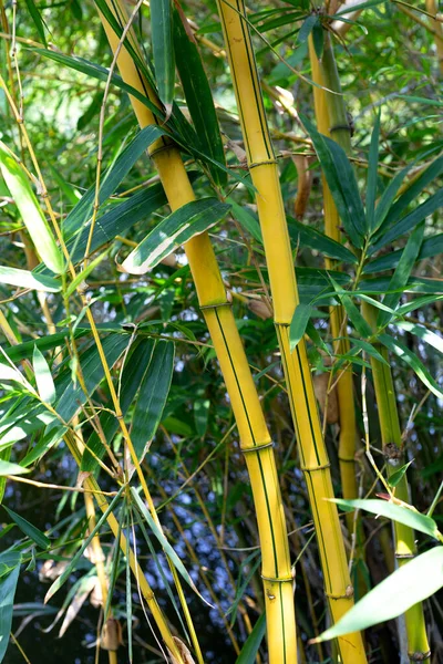 Bambú Amarillo Bambusa Vulgaris Jardín — Foto de Stock