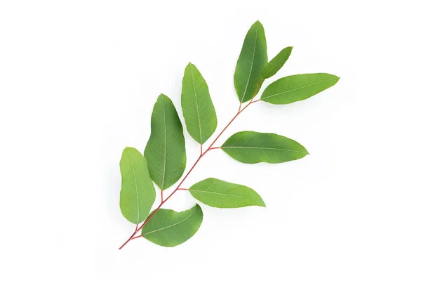 Green Leaves Eucalyptus White — ストック写真