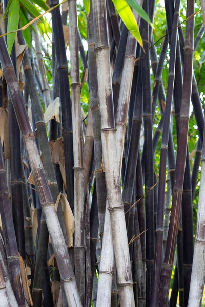 Planta Bambú Negro Jardín — Foto de Stock