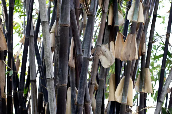庭の黒い竹の植物 — ストック写真