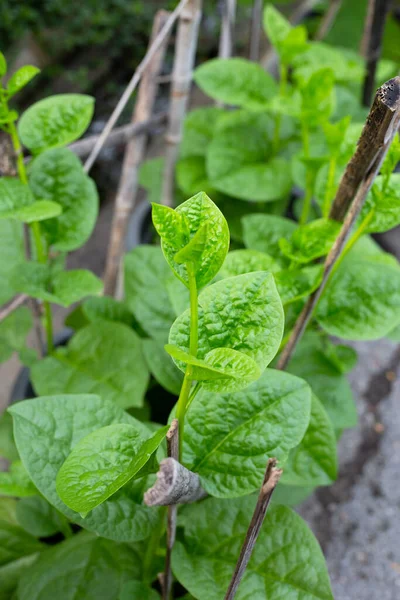 Ceylon Spinach Basella Rubra Linn — Photo