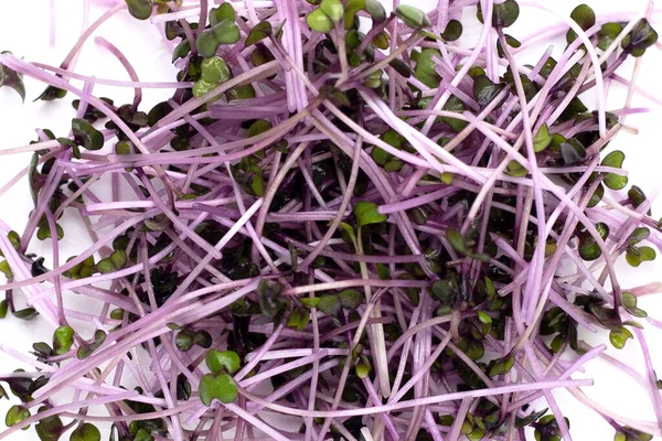 Organic red cabbage sprouts on white background.