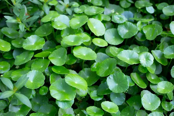 Centella Asiatica Gotu Kola Verse Groene Bladeren Kruid Achtergrond — Stockfoto