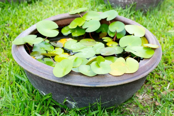 stock image Beautiful water lily. Lotus water plant in a pot