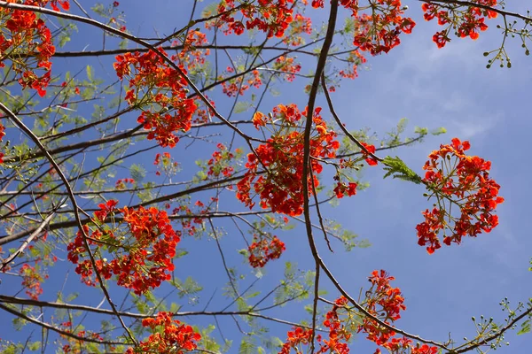 巴巴多斯骄傲的花朵或矮南瓜 天堂之花 孔雀的尖峰 Barbados的骄傲 — 图库照片