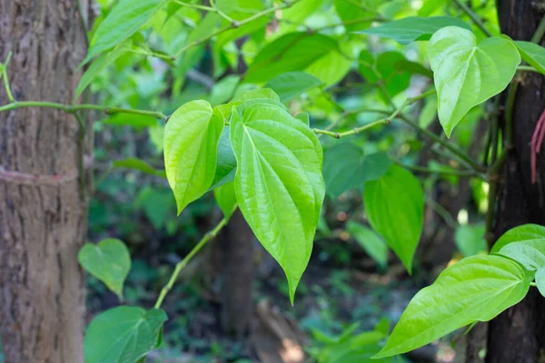 stock image Green leaves of betel plant in the garden