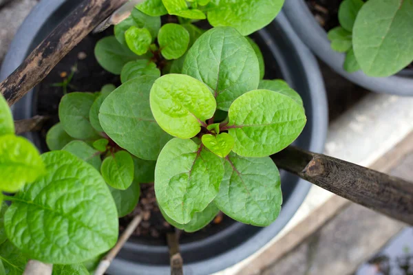 Ceylon Spinach Basella Rubra Linn — Stockfoto