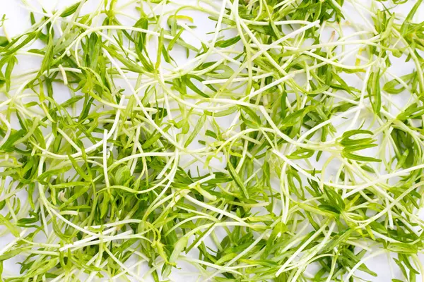 Water Spinach Sprouts Organic Vegetables — Foto de Stock