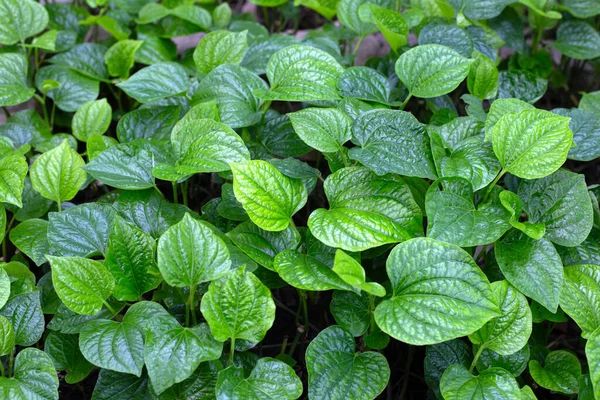 stock image Fresh leaves of wild betel