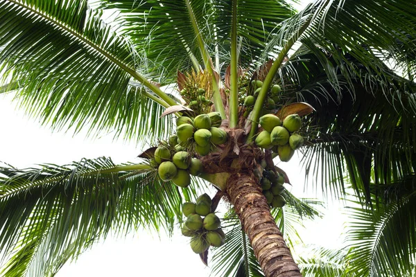 stock image Coconut tree with bunches of coconut fruits