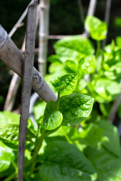 stock image Ceylon spinach or basella rubra linn