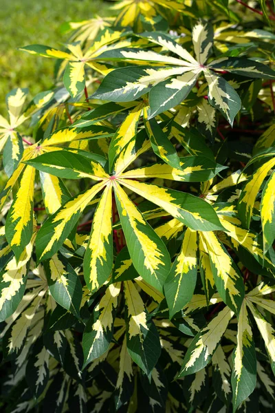 Cassava Bitkisi Manihot Esculenta Yeşil Sarı Yapraklar — Stok fotoğraf