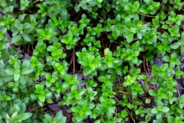 Fresh Green Leaves Stevia Plant — Zdjęcie stockowe