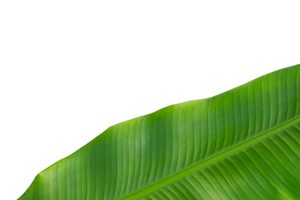 Fresh Banana Leaf White Background — Stock Photo, Image