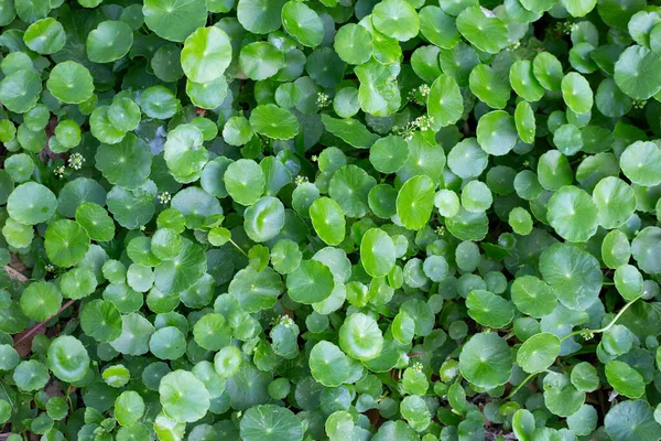 Centella Asiatica Gotu Kola Fresh Green Leaves Herb Background — Stock Photo, Image
