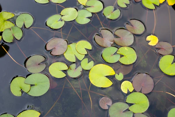 Schöne Seerose Lotuswasserpflanze Topf — Stockfoto