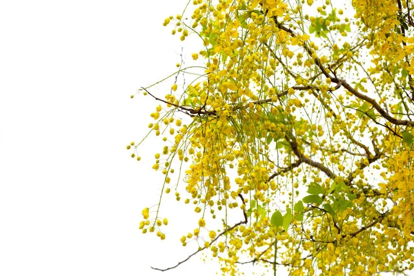Кассия Фистула Цветок Дереве — стоковое фото
