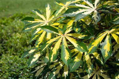 Cassava bitkisi (Manihot esculenta). Yeşil ve sarı yapraklar