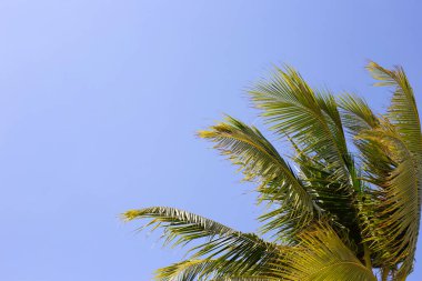 Hindistan cevizi palmiye ağacının yeşil yaprakları