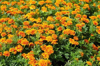 Bahçedeki kadife çiçeği.