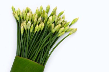 Beyaz arka planda taze Çin soğanı çiçeği.